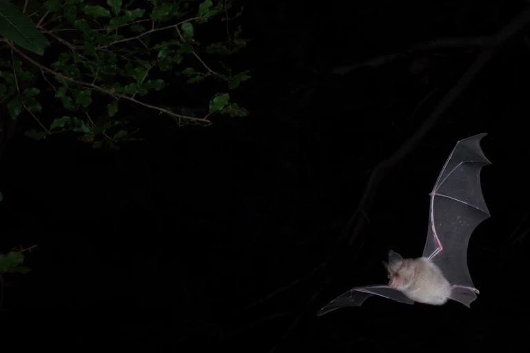 A grey bat with its black wings spread wide is pictured in full flight against the night sky