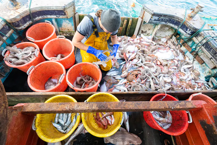 A fisherman sorting the catch into different buckets on the deck of a trawler in the English channel