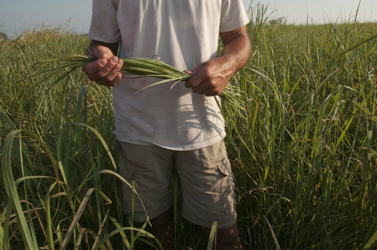 Man in a field of tall grass.