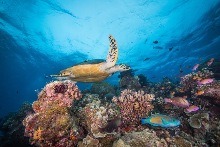 A healthy reef and a sea turtle