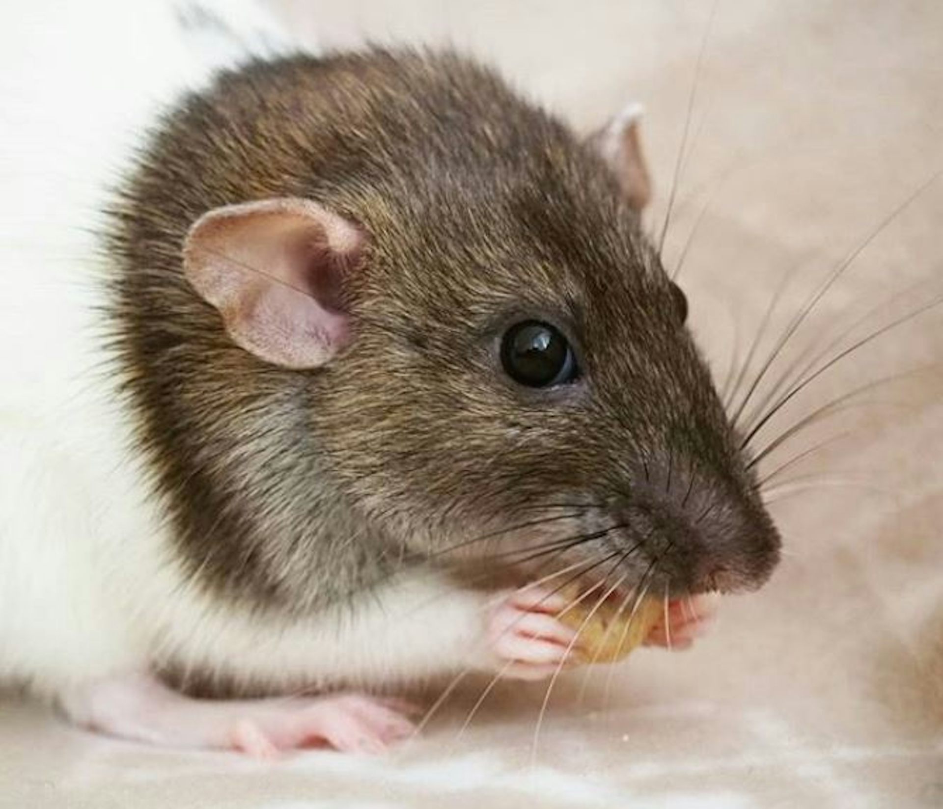 Brown rat nibbling on food