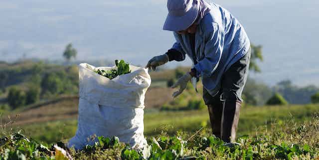 Farm worker picking cabbages
