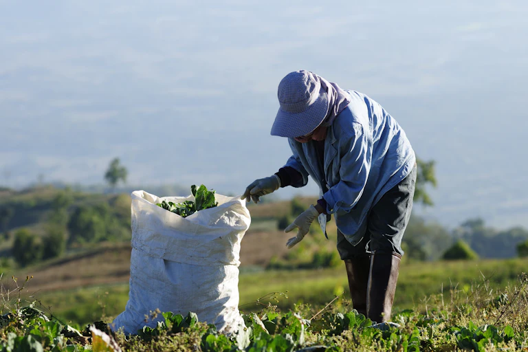 Farm worker picking cabbages