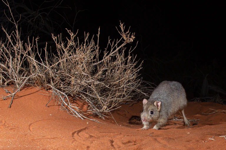 Burrowing bettong at night in desert