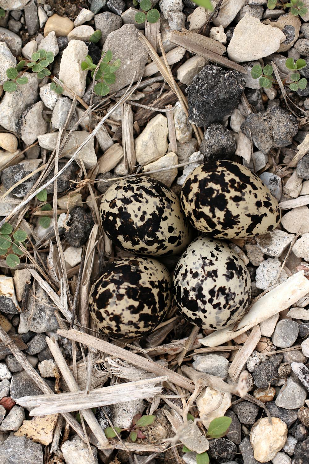 Curious Kids: how do birds make their nests?