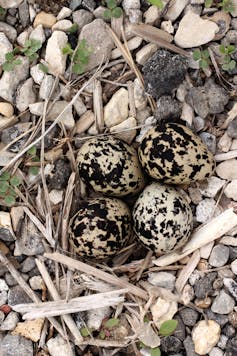 Eggs among pebbles