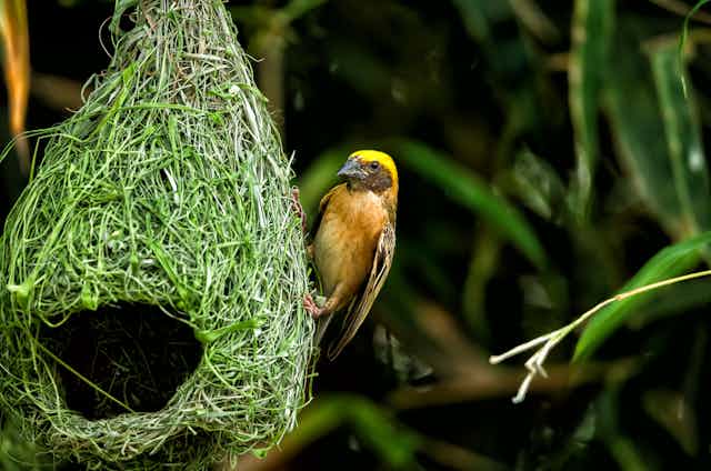 Curious Kids: how do birds make their nests?