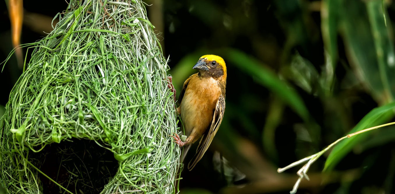 Curious Kids: how do birds make their nests?