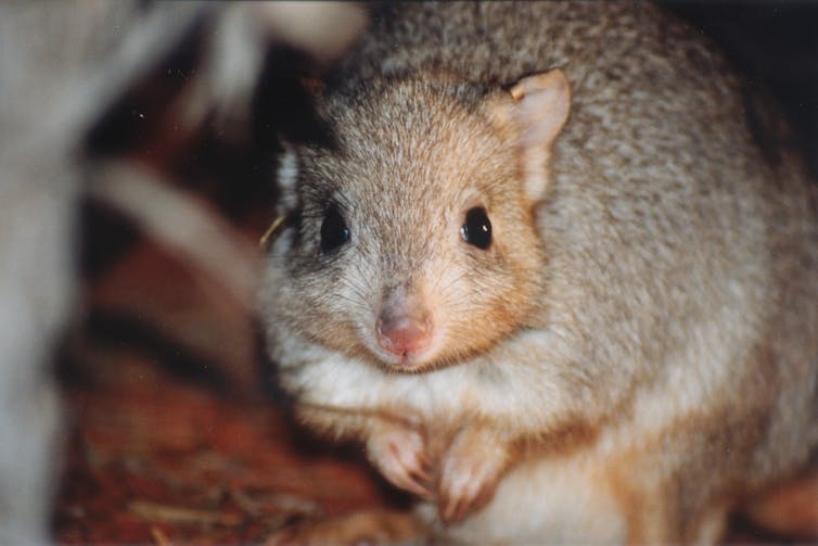 burrowing bettong