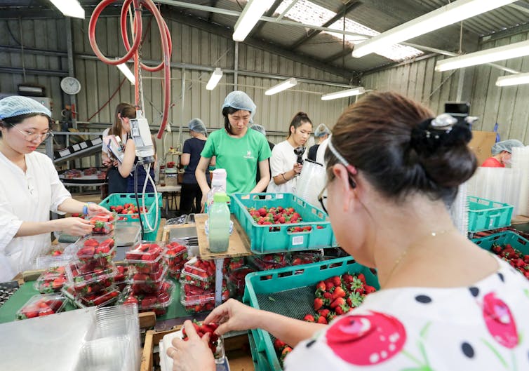 Workers sort and pack strawberries at the Chambers Flat Strawberry Farm in Chambers Flat, Queensland. More that 80% of workers in Australia’s horticultural industry are migrants on temporary work visas (or undocumented).