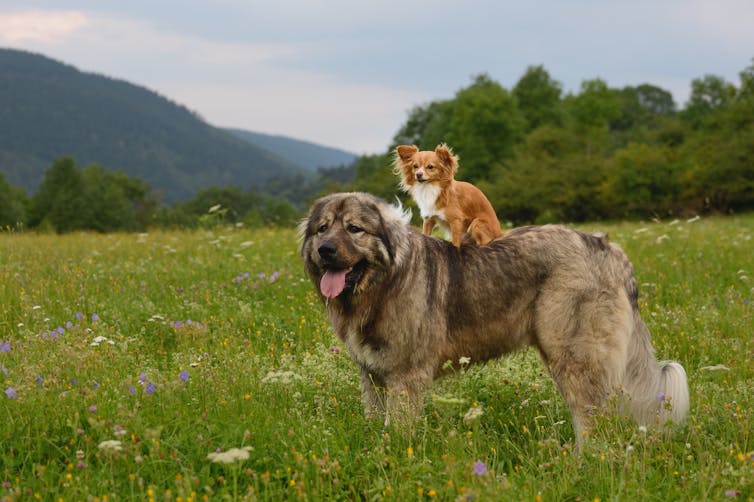 Image of a chihuahua standing on a  caucasian shepherd.