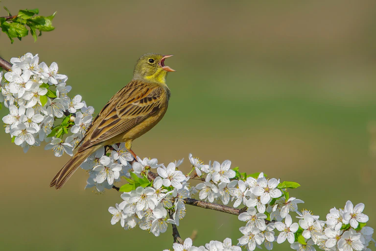 A bird sings