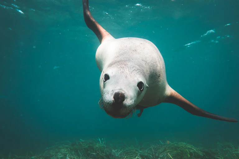 Sealion swimming underwater