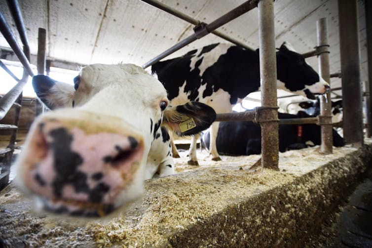 A black-and-white dairy cow pokes her nose towards the camera in a barn as another cow stands behind her.