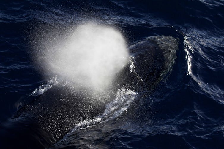 A humpback whale takes a breath when it surfaces in Antarctic waters.