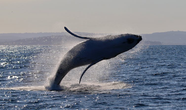 A humpback whale leaps clear of the water in a behaviour known as breaching.