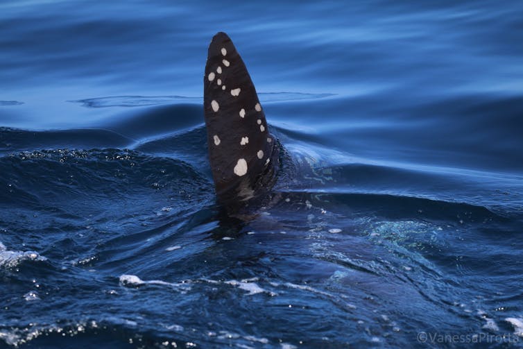 a sunfish swims near the surface of the sea.