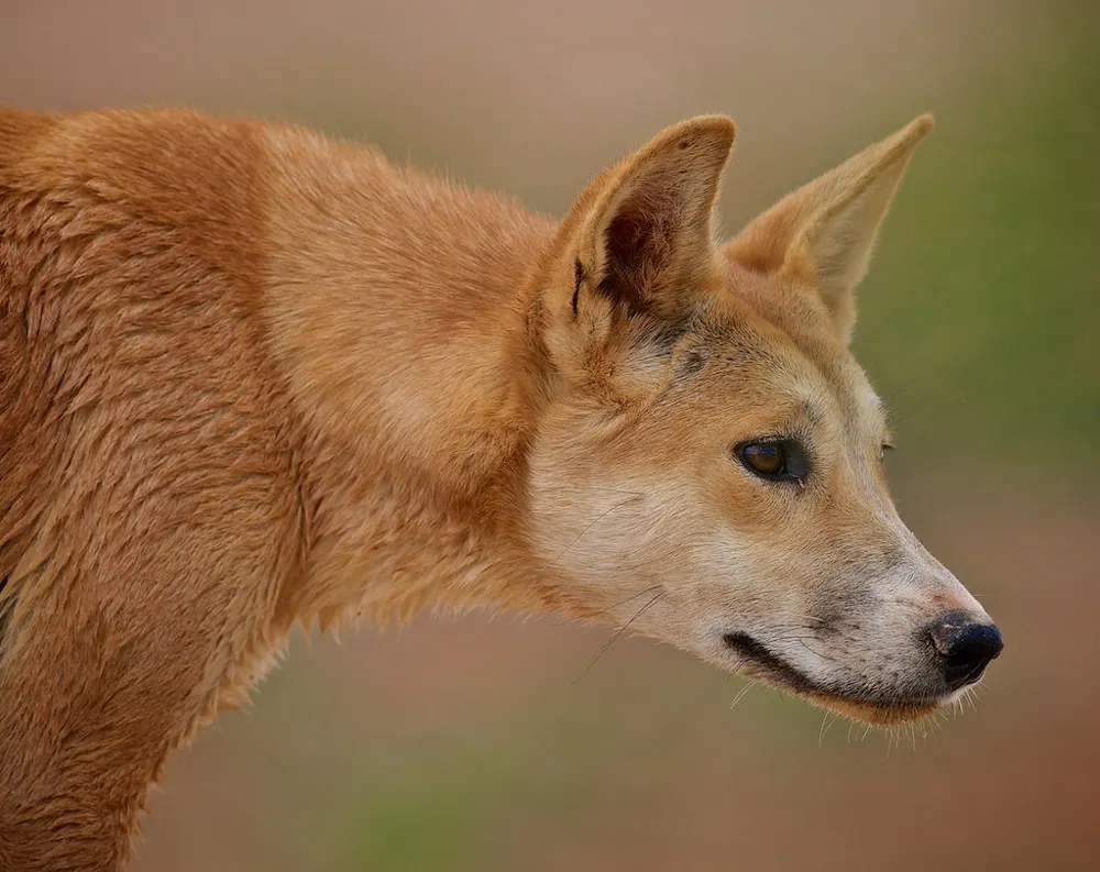 Dingo Fight Ever wondered who would win in a fight between a dingo…