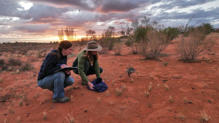 Researchers release a burrowing bettong in the Arid Recovery sanctuary in South Australia