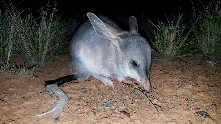 Greater bilby at night