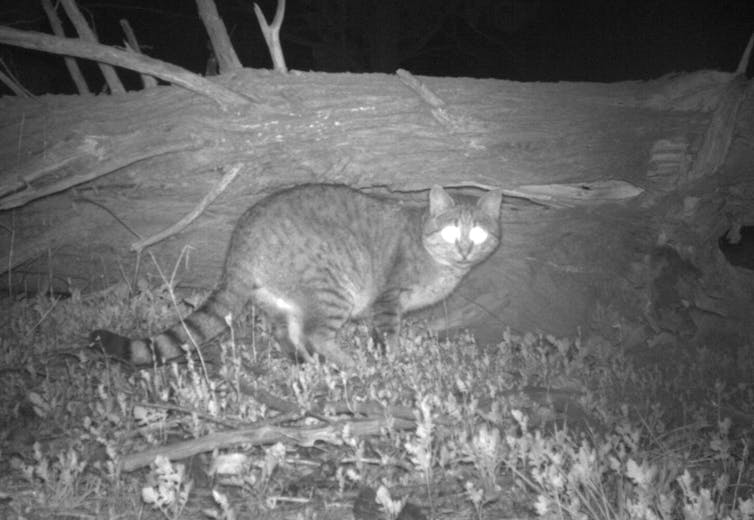 A feral cat hunting at night in central Australia