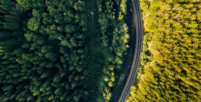 A highway seen from above winding through a thick forest.