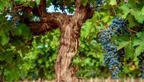 How Australia’s biggest wine-growing region came to pioneer alcohol control