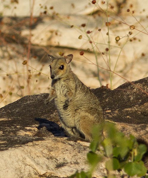 leaving habitats unburnt for longer could help save little mammals in northern Australia