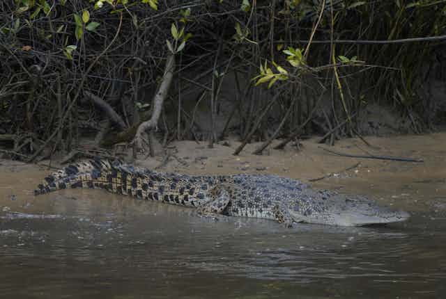 Crocodile on a riverbank