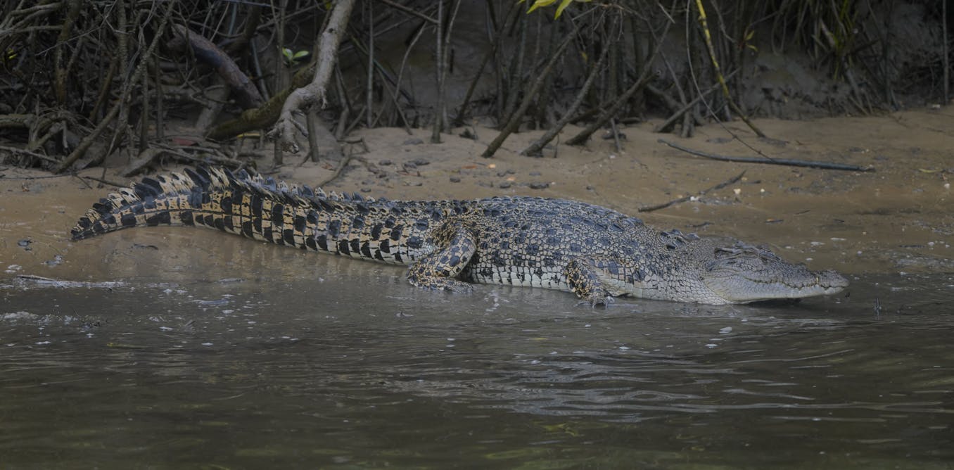 Comment les crocodiles ont-ils survécu à l’astéroïde qui a tué les dinosaures ? Comment les crocodiles ont-ils survécu à l’astéroïde qui a tué les dinosaures ?