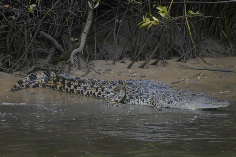 Crocodile on a riverbank