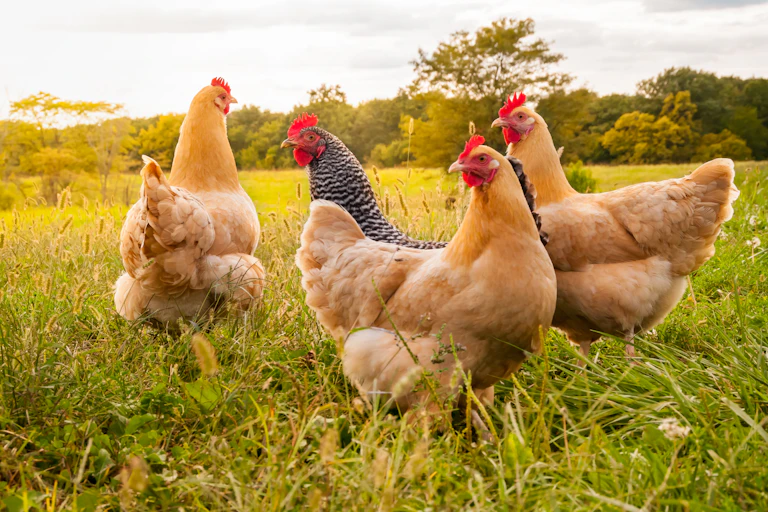 Four chickens. Three are light brown with red combs, and one is dappled black and white with a red comb