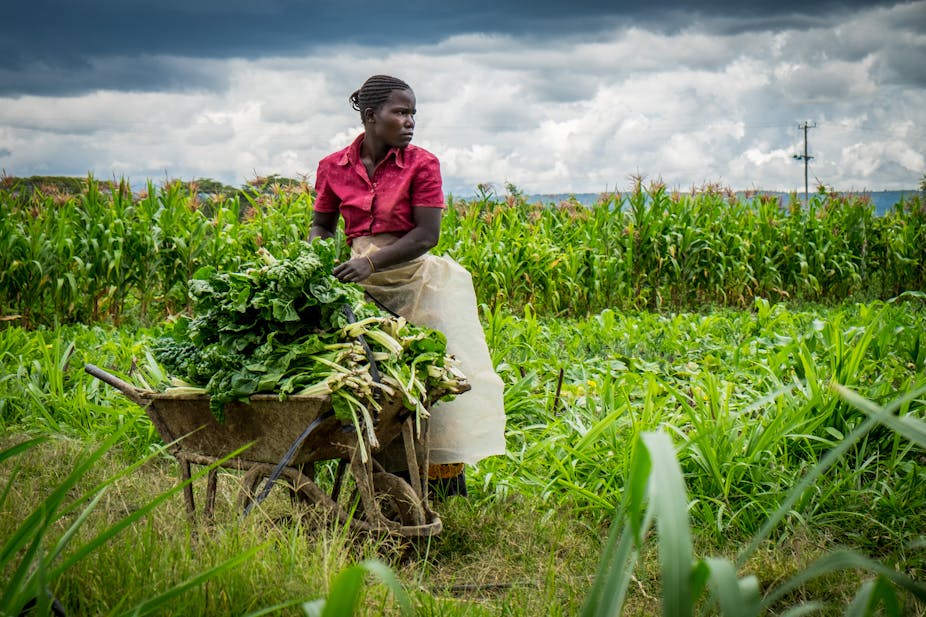 A vegetable farmer stands next to a wheelbarrow with her produce.