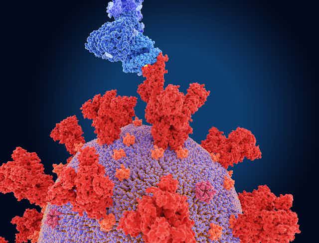 Illustration of knob-like spike protein (shown in red) from the omicron variant of the SARS-CoV-2 coronavirus.