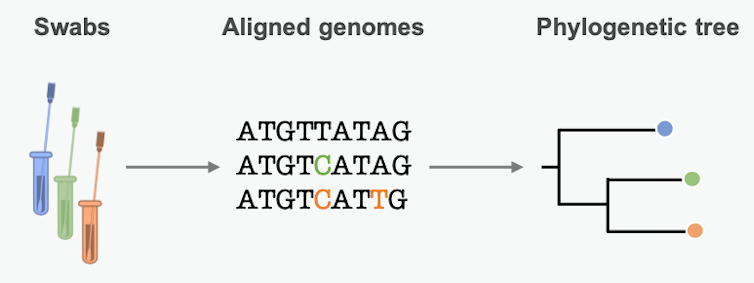 diagram of sample to sequence to tree