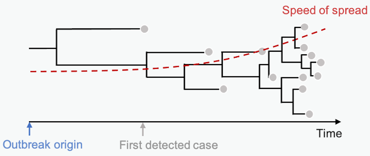 diagram of hypothetical virus outbreak's phylogenetic tree