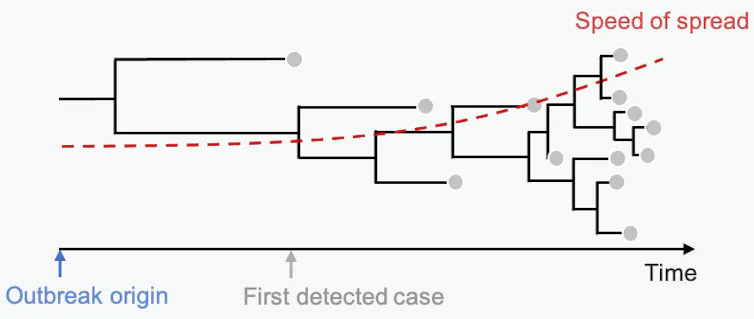 diagram of hypothetical virus outbreak's phylogenetic tree