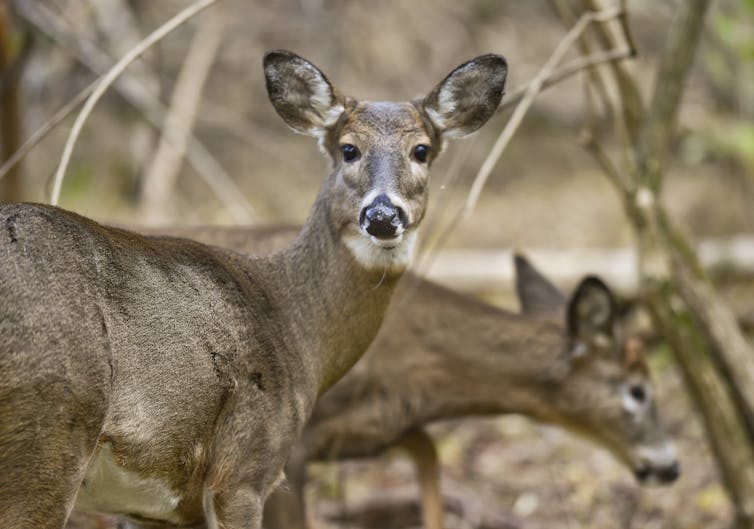 Two white-tailed deer look for food in the woods in Pennsylvania.