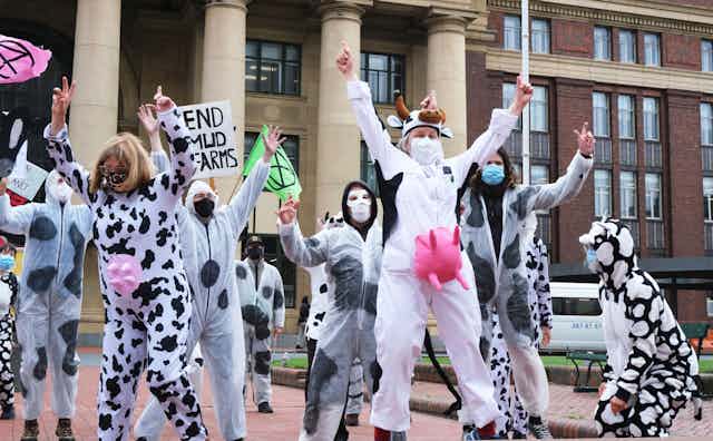 Members of Extinction Rebellion, dressed up as cows, protesting outside New Zealand's parliament.