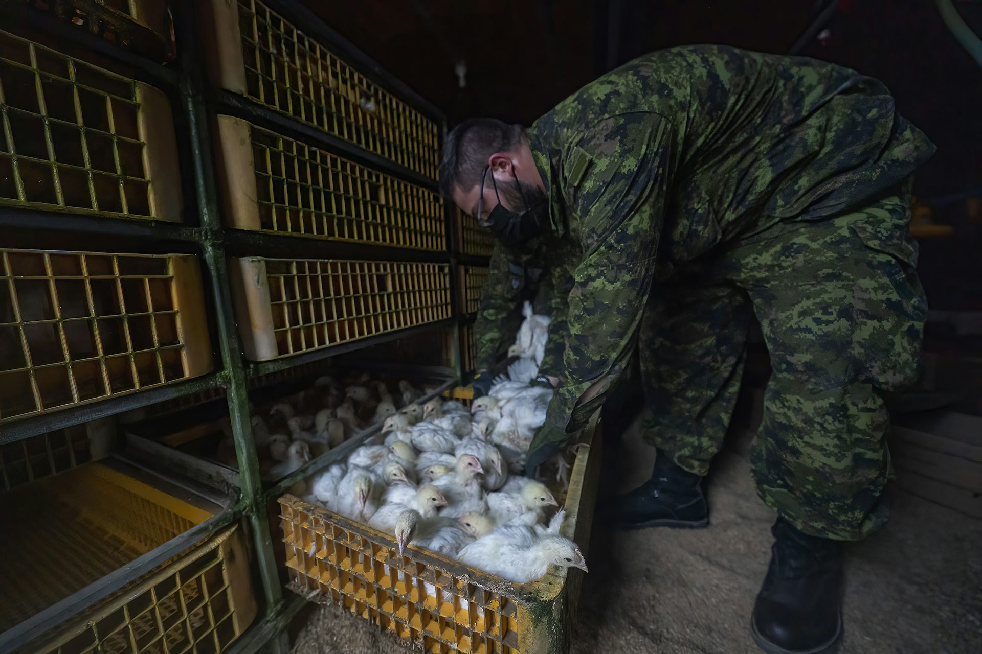 A man in army fatigues bends down over a crate and picks up chickens.