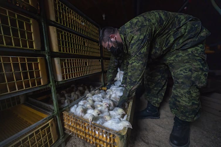 A man in army fatigues bends down over a crate and picks up chickens.
