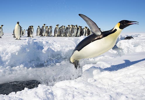 How many bones do penguins have?