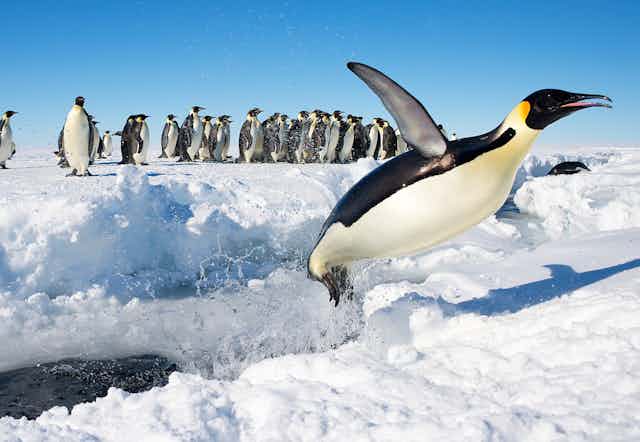 An Emperor penguin in Antarctica jumps out of the water.