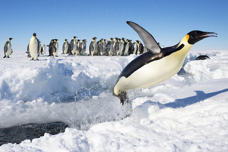 An Emperor penguin in Antarctica jumps out of the water.