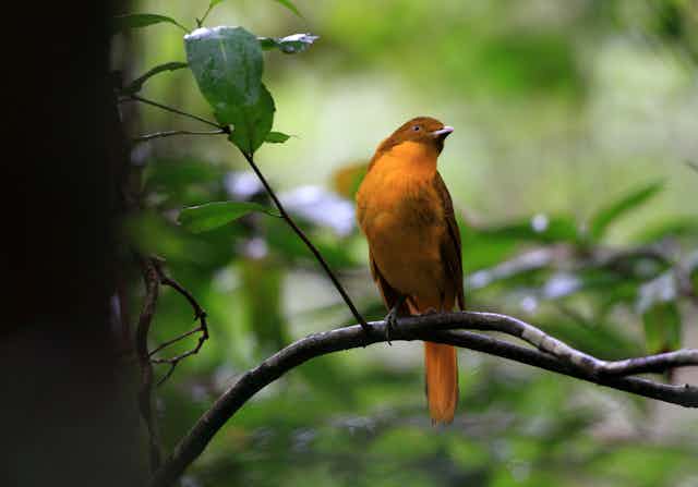 hello bird sits on branch