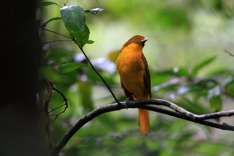 hello bird sits on branch