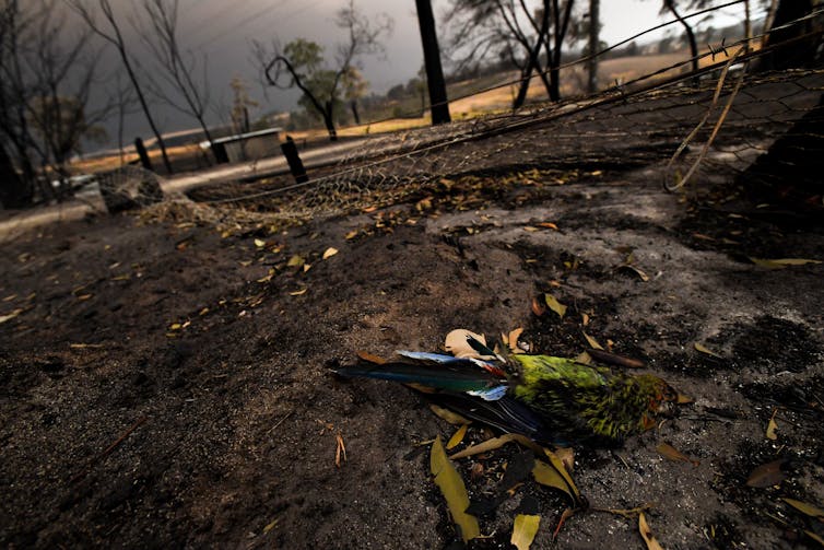dead bird lies one charred ground