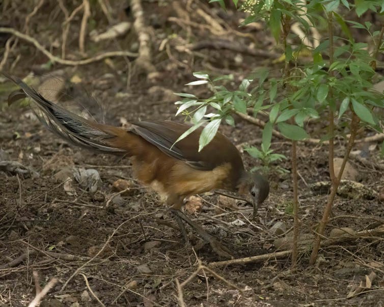 lyrebird under leaves