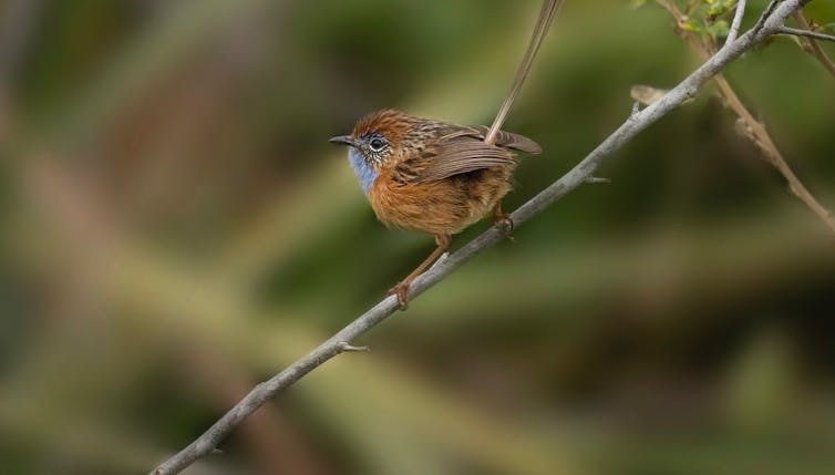 small bird perches on twig