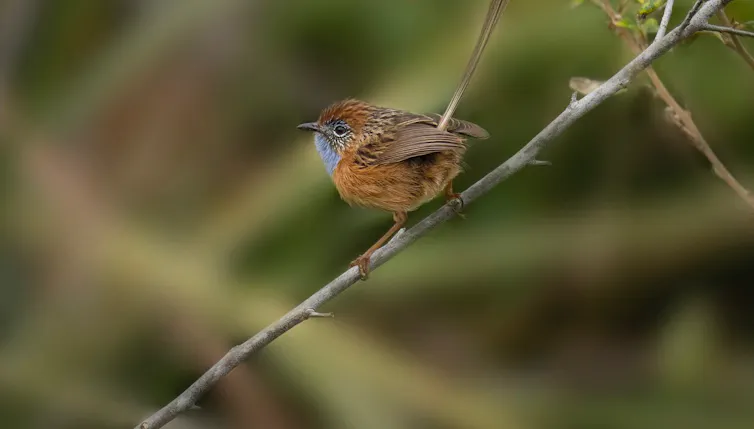 small bird perches on twig
